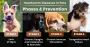 Heartworm in Dogs– Facts, Risks & Prevention | PetCareClub