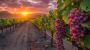 Discover Leesburg Wineries with Food – Perfect for Relaxing 