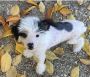 New babies Chinese crested puppies available New babies Chinese crested puppies available