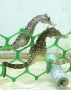 Sea horse/Fish Feed/Marine Salt Manufacturer - De Feng Biote
