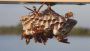Get Wasp Nest Treatment With Del Valle Pest Control