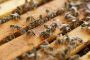 Get The Professionl Bee Control Service