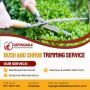 Bush and Shrub Trimming Service in Brooklyn