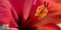 All about Hibiscus Plants Information 