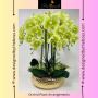 Get best deal on Orchid Plant Arrangements for sale Get best deal on Orchid Plant Arrangements for sale