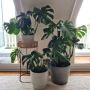 White Rendered Planter Pot 25cm