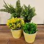Looking to add some greenery to your indoor or outdoor space Looking to add some greenery to your indoor or outdoor space