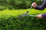Hedge Trimming in Epsom