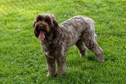 New England Labradoodle Breeders