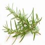 China Manufactured Rosemary Extract 5%~20% Carnosic Acid Oil