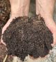 Premium Sun & Shade Grass Seed Supplier in  Kitchener Waterl