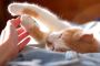 How To Buy Best Anti-Tick For Cats | Disinfecto