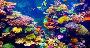 8 Dives Scuba Diving Packages in Neil Island (Fun Dive)