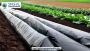 Mulch Film: A Modern Farming Essential Mulch Film: A Modern Farming Essential
