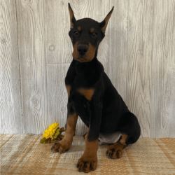 Quality Doberman Female Puppies for Sale - Doberman Pinscher