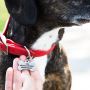Customized Dog Tags with Names | dogIDs
