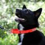 Secure and Stylish Martingale Collars for Every Dog