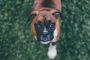 Benefits of Having a Boxer Dog 