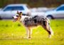 Complete Guide to Australian Shepherds 