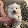 Fluffy Samoyed Puppies for Sale from Trusted Breeders