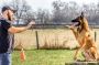 Training Your Dog Right Where You Live