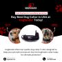 Upgrade Your Pet’s Comfort with DogFender's Premium Collars 
