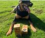 Get the Best Home Compostable Dog Poop Bags From Us