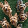 Basic Obedience Dog Training Coquitlam at Doggy Do’s & Don’t