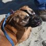 Aggressive Dog Training Near Me Aggressive Dog Training Near Me