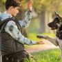 Behavior Modification Dog Training Behavior Modification Dog Training