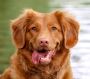 Expert Dog Training Services | Dog Trainer Sarasota 