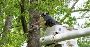 Green Drop Lawns: Transforming Tree Care Calgary