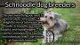 Schnoodle Dog Breeders| Dominoschnoodles