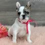Purebred Tiny FRENCHIE Puppies Purebred Tiny FRENCHIE Puppies