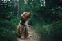 Dog Poop Clean Up Service for Homes, Yards, and Commercial S