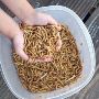 Top-Quality Mealworms for Sale at DougsBugz.com Top-Quality Mealworms for Sale at DougsBugz.com