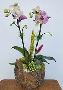 Driftwood Floral Driftwood Floral