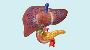 Best Liver and Pancreas Specialist in Ludhiana