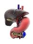 Best Oncologist Surgeon in Dehradun - Dr. Sachin Arora
