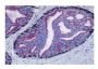 Buy Dako Antibodies  at DSS Imagetech