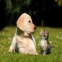 London Veterinarians
