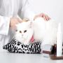 Professional Veterinary Services