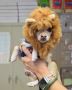 Get the pet grooming with best professionals in El Paso 