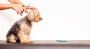 Choose Professional Dog Grooming Services In El Paso 