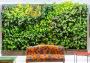 Green Wall Services in New York