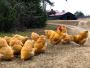 Heritage Chicken Farming Heritage Chicken Farming