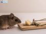 Professional Rat Control Los Angeles