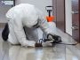 Brown Widow Spider Control in California - Safe & Effective 