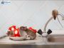 Effective Rats and Mice Control Services - Protect Your Home