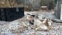 Dumpster Yard Rentals in Brantford, Cambridge, Guelph, Milto